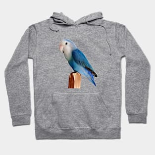 Blue Lovebird Hoodie